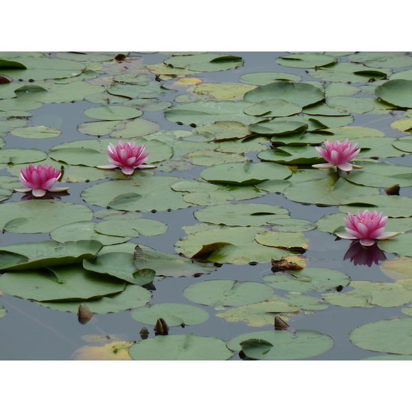 รูปถ่าย ญี่ปุ่น(Japan) เกียวโต(Kyoto) วัดเรียวอันจิ(Ryoanji Temple) 2010-06 93