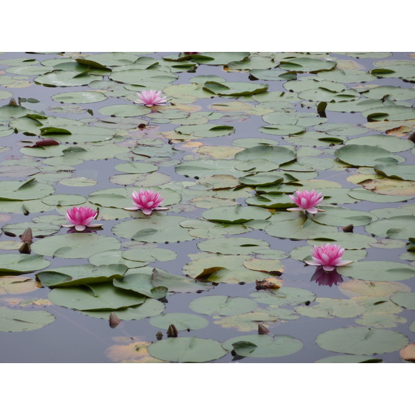 รูปถ่าย ญี่ปุ่น(Japan) เกียวโต(Kyoto) วัดเรียวอันจิ(Ryoanji Temple) 2010-06 86