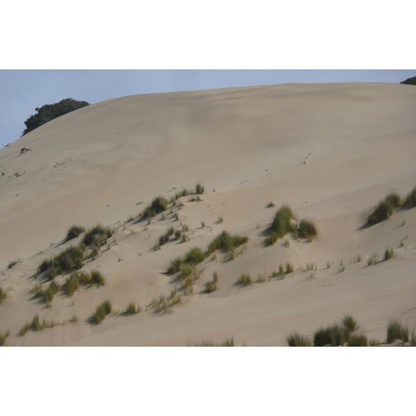 รูปถ่าย แอฟริกาใต้(South Africa) ถนนจากเฮอร์มานัสไปไนส์นา(Harmanus to Knysna road) 2008-09 87