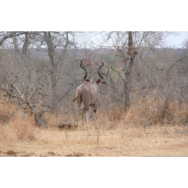 รูปถ่าย แอฟริกาใต้(South Africa) อุทยานแห่งชาติครูเกอร์(Kruger National Park) ถนนเลียบแม่น้ำครอกโคไดล์(Crocodile River road) 2008-09 30