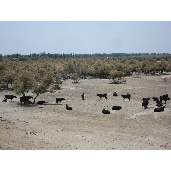 รูปถ่าย ฝรั่งเศส(France) กามาร์เกอ(Camargue) 2006-06 9
