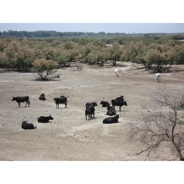 รูปถ่าย ฝรั่งเศส(France) กามาร์เกอ(Camargue) 2006-06 8