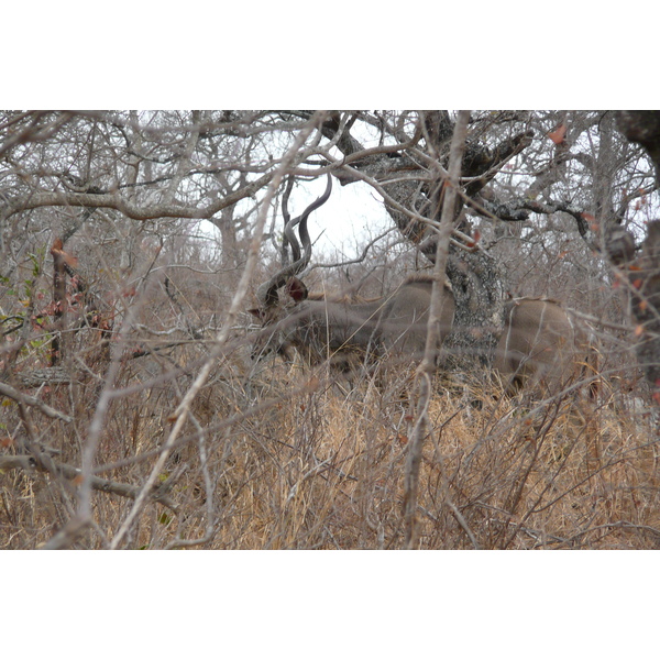 รูปถ่าย แอฟริกาใต้(South Africa) อุทยานแห่งชาติครูเกอร์(Kruger National Park) ถนนเลียบแม่น้ำครอกโคไดล์(Crocodile River road) 2008-09 40