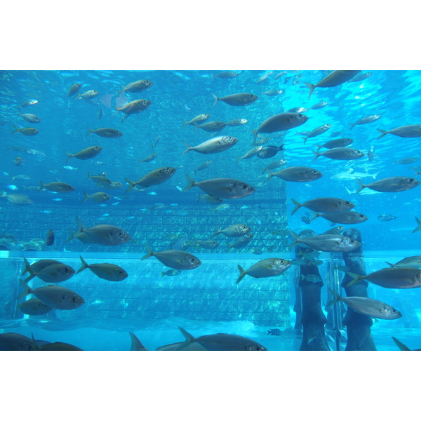 รูปถ่าย สหรัฐอาหรับเอมิเรตส์(United Arab Emirates) ดูไบ(Dubai) โรงแรมแอตแลนติส(Atlantis Hotel) 2014-02 288