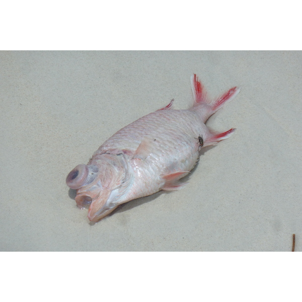 รูปถ่าย เซเชลส์(Seychelles) อ่าวอ็องส์ลาซิโอ(Anse Lazio) 2011-10 157