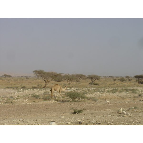 รูปถ่าย โอมาน(Oman) จากบูไมิไปถนนมาฮาดา(Buraimi to Mahada road) 2005-03 10