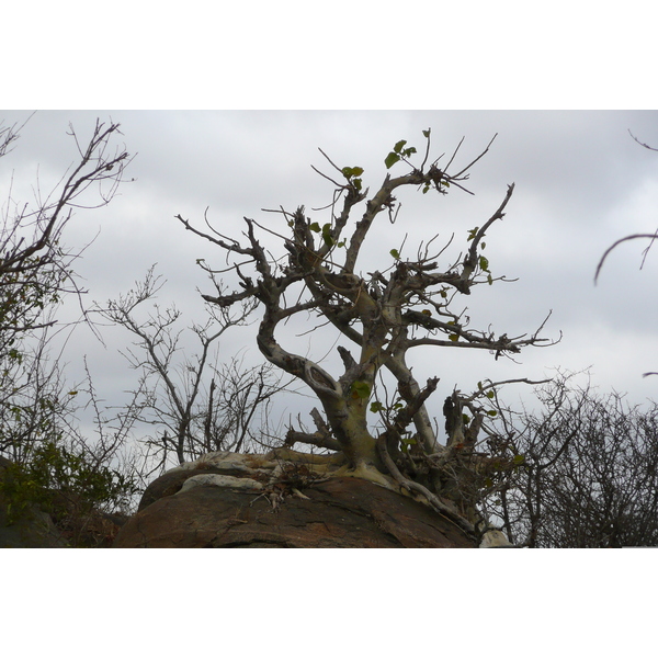 รูปถ่าย แอฟริกาใต้(South Africa) อุทยานแห่งชาติครูเกอร์(Kruger National Park) ถนนเลียบแม่น้ำครอกโคไดล์(Crocodile River road) 2008-09 22