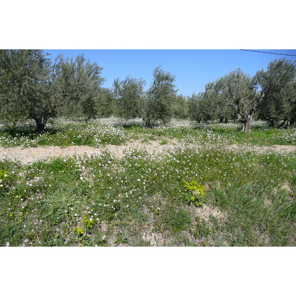 รูปถ่าย ฝรั่งเศส(France) โพรว็องส์(Provence) ถนนจากมูรีแยสไปโบเดอโพรว็องส์(Mouries to Baux de Provence road) 2008-04 15