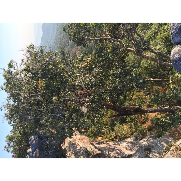 รูปถ่าย ไทย(Thailand) อุทยานแห่งชาติภูหินร่องกล้า(Phu Hin Rong Kla National Park) 2014-12 398