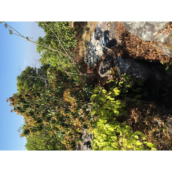รูปถ่าย ไทย(Thailand) อุทยานแห่งชาติภูหินร่องกล้า(Phu Hin Rong Kla National Park) 2014-12 85