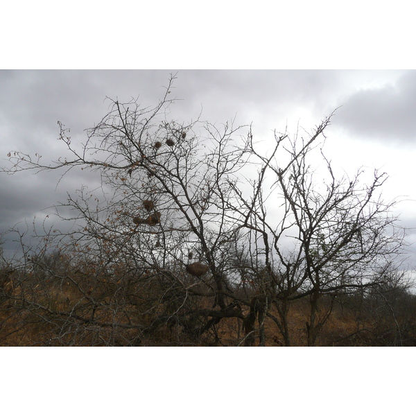 รูปถ่าย แอฟริกาใต้(South Africa) อุทยานแห่งชาติครูเกอร์(Kruger National Park) ถนนเลียบแม่น้ำครอกโคไดล์(Crocodile River road) 2008-09 12