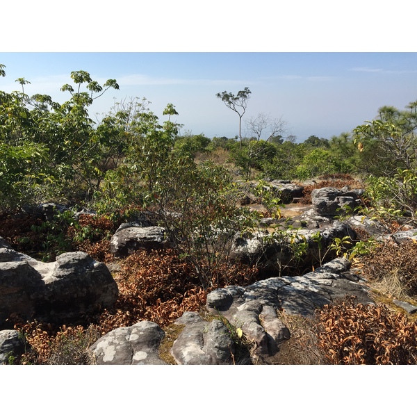 รูปถ่าย ไทย(Thailand) อุทยานแห่งชาติภูหินร่องกล้า(Phu Hin Rong Kla National Park) 2014-12 326