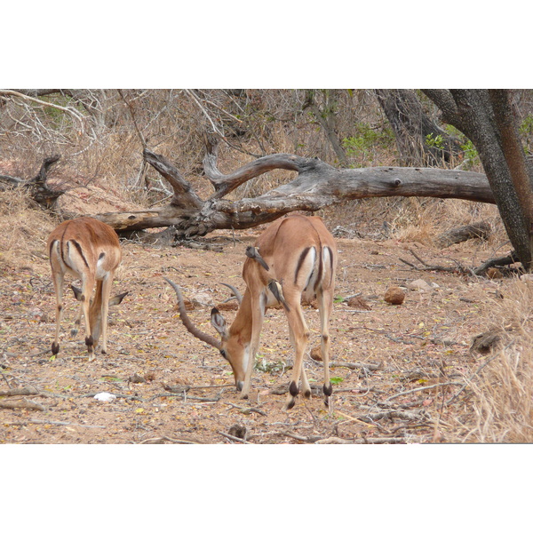 รูปถ่าย แอฟริกาใต้(South Africa) อุทยานแห่งชาติครูเกอร์(Kruger National Park) ถนนเลียบแม่น้ำครอกโคไดล์(Crocodile River road) 2008-09 50