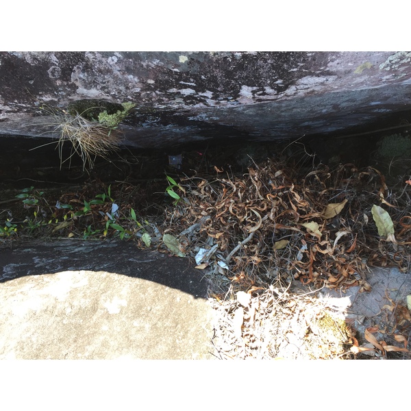 รูปถ่าย ไทย(Thailand) อุทยานแห่งชาติภูหินร่องกล้า(Phu Hin Rong Kla National Park) 2014-12 434
