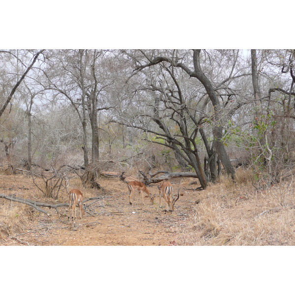รูปถ่าย แอฟริกาใต้(South Africa) อุทยานแห่งชาติครูเกอร์(Kruger National Park) ถนนเลียบแม่น้ำครอกโคไดล์(Crocodile River road) 2008-09 65