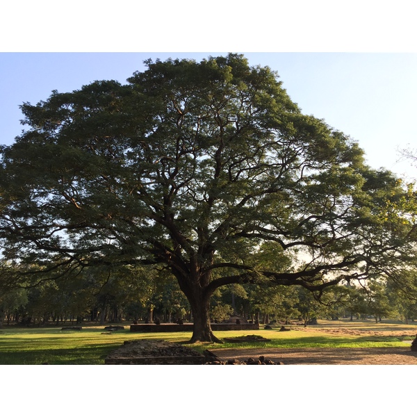 รูปถ่าย ไทย(Thailand) สุโขทัย(Sukhothai) 2014-12 67