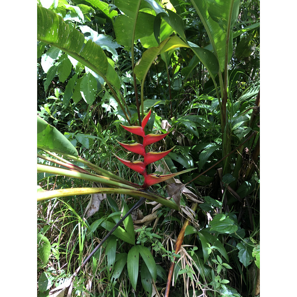 รูปถ่าย กวาเดอลูป(Guadeloupe) ภูเขาไฟลากร็องด์ซูฟรีแยร์(La Grande Soufriere) 2021-02 6