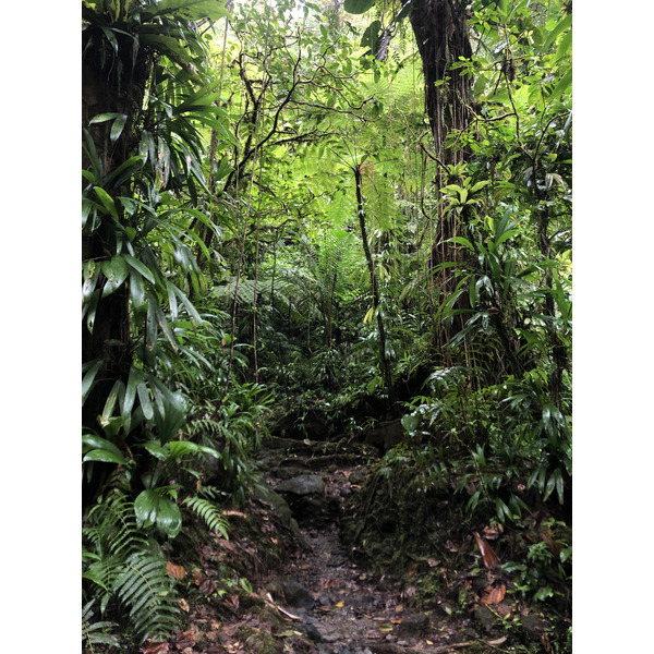 รูปถ่าย กวาเดอลูป(Guadeloupe) น้ำตกการ์เบ(Carbet Falls) 2021-02 5