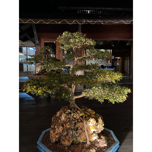 รูปถ่าย ไทย(Thailand) เกาะพีพีดอน(Ko Phi Phi Don) 2021-12 157
