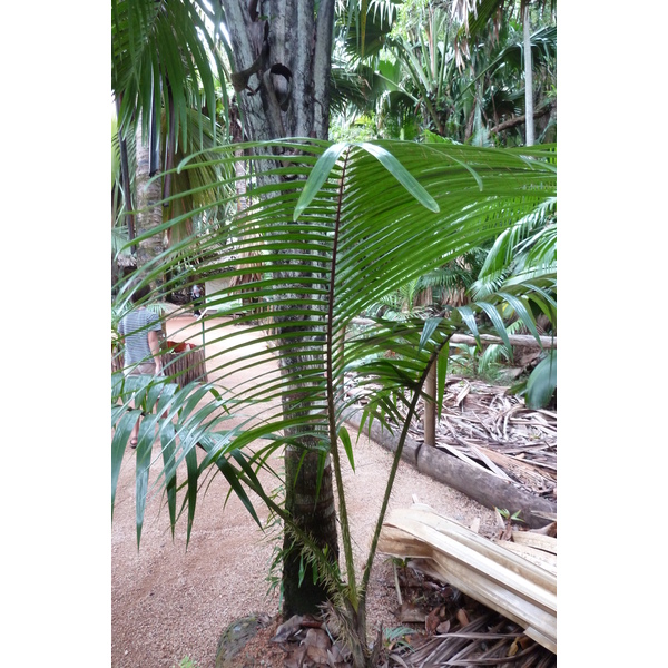 รูปถ่าย เซเชลส์(Seychelles) หุบเขาเดอไม(Vallee de Mai) 2011-10 40