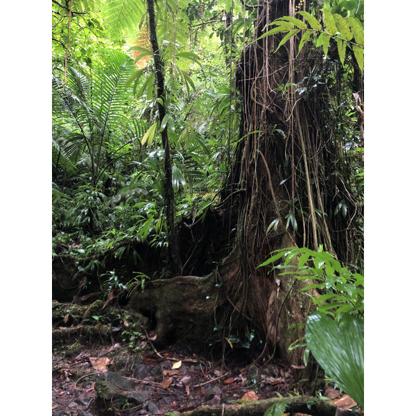 รูปถ่าย กวาเดอลูป(Guadeloupe) น้ำตกการ์เบ(Carbet Falls) 2021-02 11