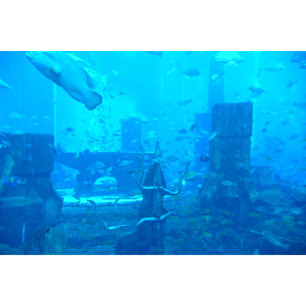 รูปถ่าย สหรัฐอาหรับเอมิเรตส์(United Arab Emirates) ดูไบ(Dubai) สวนน้ำอควาเวนเจอร์ ดูไบ(Dubai Aquaventure) 2009-01 119