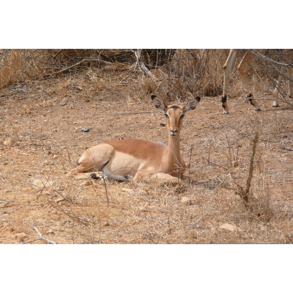 รูปถ่าย แอฟริกาใต้(South Africa) อุทยานแห่งชาติครูเกอร์(Kruger National Park) ถนนเลียบแม่น้ำครอกโคไดล์(Crocodile River road) 2008-09 19