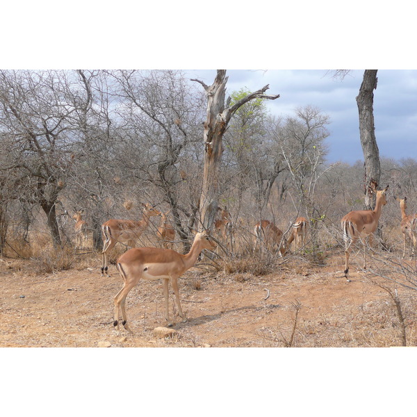 รูปถ่าย แอฟริกาใต้(South Africa) อุทยานแห่งชาติครูเกอร์(Kruger National Park) ถนนเลียบแม่น้ำครอกโคไดล์(Crocodile River road) 2008-09 20