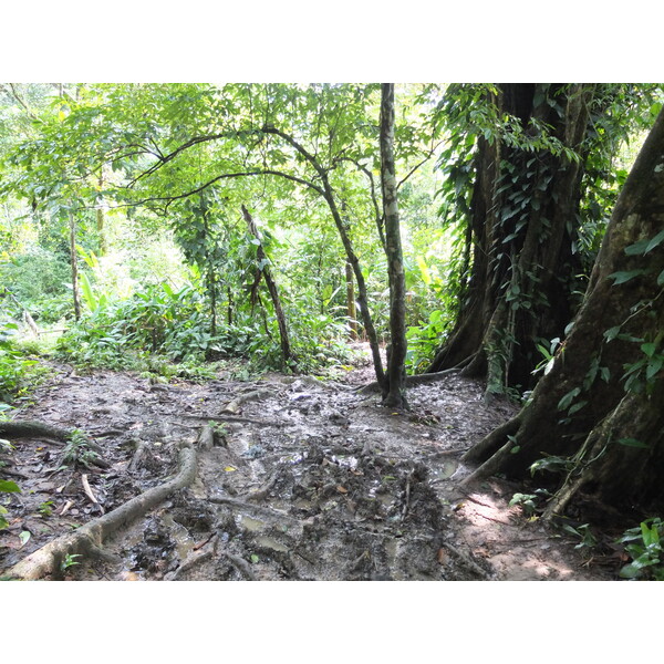 รูปถ่าย ปานามา(Panama) เกาะบาสติเมนโตส(Bastimentos) 2015-03 34