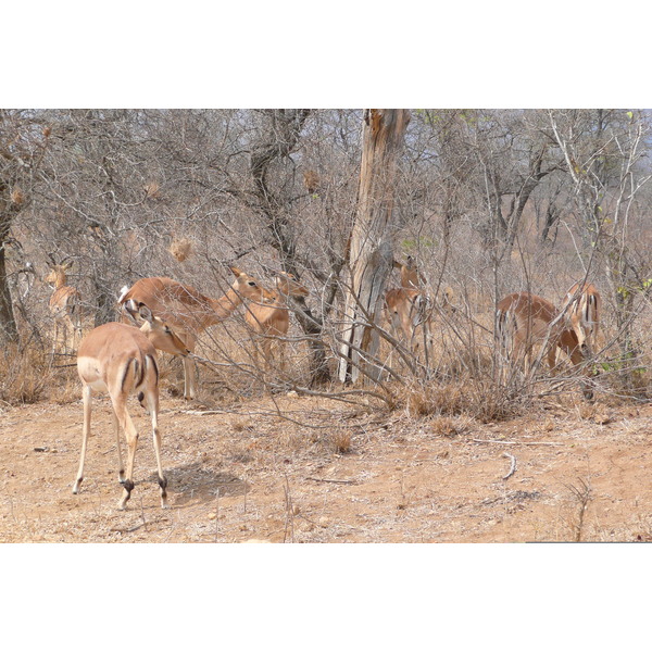 รูปถ่าย แอฟริกาใต้(South Africa) อุทยานแห่งชาติครูเกอร์(Kruger National Park) ถนนเลียบแม่น้ำครอกโคไดล์(Crocodile River road) 2008-09 13