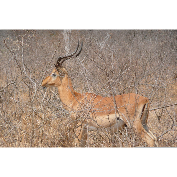รูปถ่าย แอฟริกาใต้(South Africa) อุทยานแห่งชาติครูเกอร์(Kruger National Park) ถนนเลียบแม่น้ำครอกโคไดล์(Crocodile River road) 2008-09 8