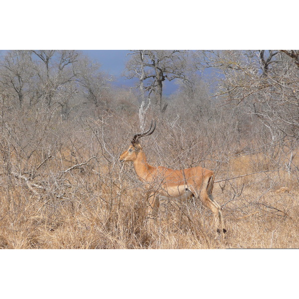 รูปถ่าย แอฟริกาใต้(South Africa) อุทยานแห่งชาติครูเกอร์(Kruger National Park) ถนนเลียบแม่น้ำครอกโคไดล์(Crocodile River road) 2008-09 0