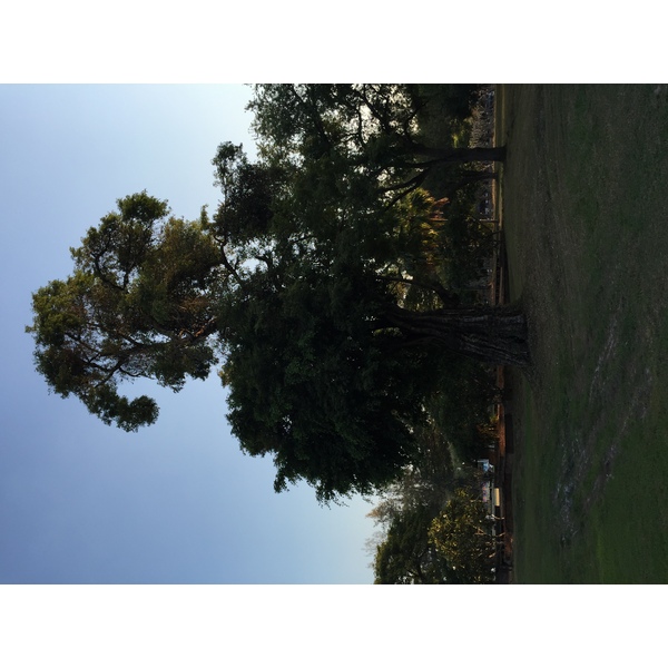 รูปถ่าย ไทย(Thailand) สุโขทัย(Sukhothai) 2014-12 0