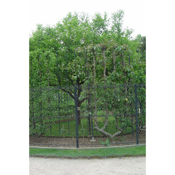 รูปถ่าย ฝรั่งเศส(France) ปารีส(Paris) สวนลักเซมเบิร์ก(Luxembourg Garden) 2007-04 210