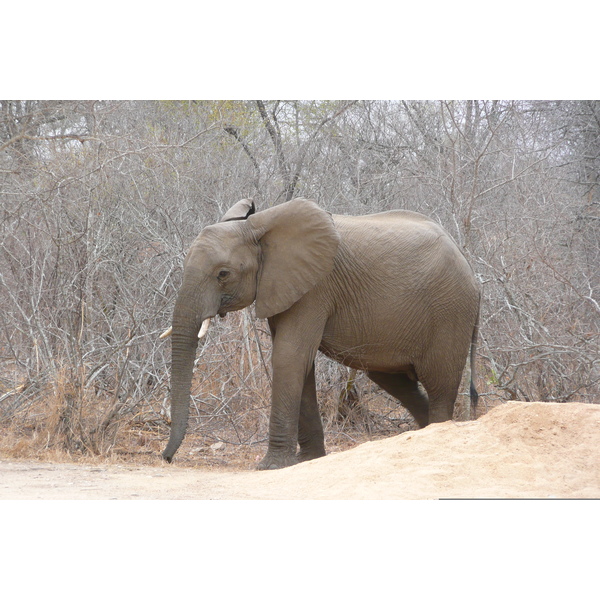 รูปถ่าย แอฟริกาใต้(South Africa) อุทยานแห่งชาติครูเกอร์(Kruger National Park) แม่น้ำซาเบิล(Sable River) 2008-09 0