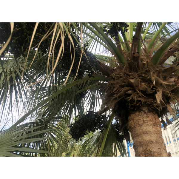 รูปถ่าย กวาเดอลูป(Guadeloupe) โรงแรมเลอมันกานาโอ(Le Manganao Hotel) 2021-02 35