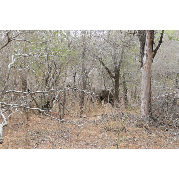 รูปถ่าย แอฟริกาใต้(South Africa) อุทยานแห่งชาติครูเกอร์(Kruger National Park) แม่น้ำซาเบิล(Sable River) 2008-09 30