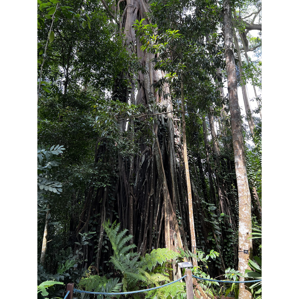 รูปถ่าย สิงคโปร์(Singapore) สวนพฤกษศาสตร์สิงคโปร์(Singapore Botanic Gardens) 2023-01 29