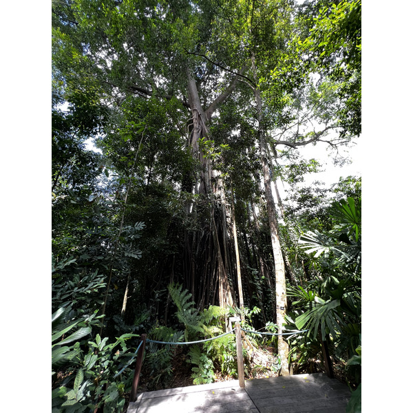 รูปถ่าย สิงคโปร์(Singapore) สวนพฤกษศาสตร์สิงคโปร์(Singapore Botanic Gardens) 2023-01 10