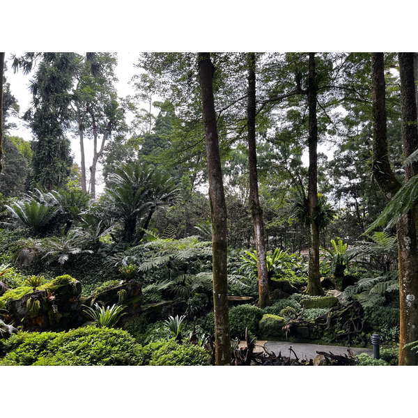 รูปถ่าย สิงคโปร์(Singapore) สวนพฤกษศาสตร์สิงคโปร์(Singapore Botanic Gardens) 2023-01 39