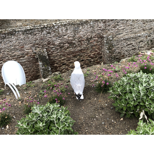 รูปถ่าย ฝรั่งเศส(France) แซ็งมาโล(St Malo) 2020-06 133