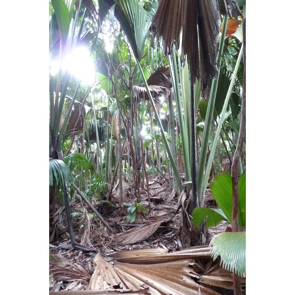 รูปถ่าย เซเชลส์(Seychelles) หุบเขาเดอไม(Vallee de Mai) 2011-10 52