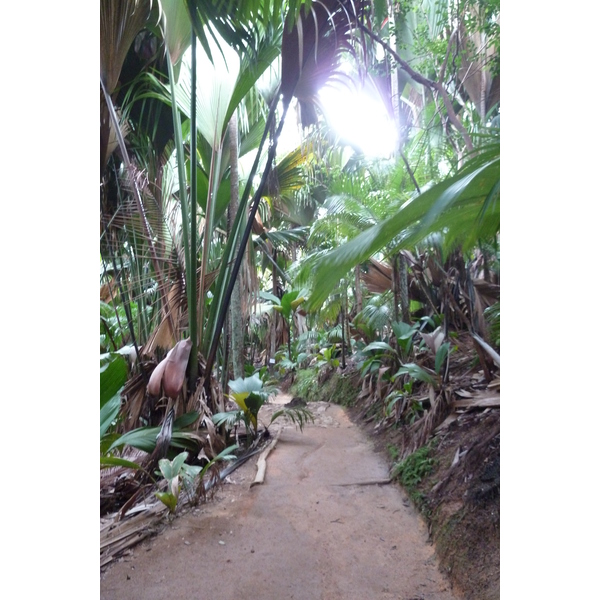 รูปถ่าย เซเชลส์(Seychelles) หุบเขาเดอไม(Vallee de Mai) 2011-10 49