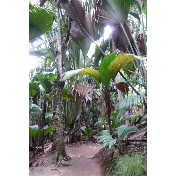 รูปถ่าย เซเชลส์(Seychelles) หุบเขาเดอไม(Vallee de Mai) 2011-10 48