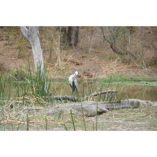 รูปถ่าย แอฟริกาใต้(South Africa) อุทยานแห่งชาติครูเกอร์(Kruger National Park) แม่น้ำซาเบิล(Sable River) 2008-09 44