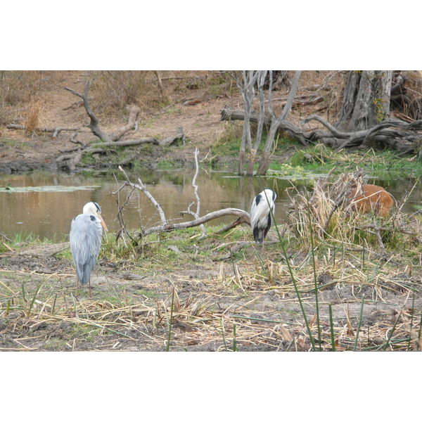 รูปถ่าย แอฟริกาใต้(South Africa) อุทยานแห่งชาติครูเกอร์(Kruger National Park) แม่น้ำซาเบิล(Sable River) 2008-09 32