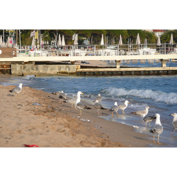 รูปถ่าย ฝรั่งเศส(France) คานส์(Cannes) หาดทราย(Beach) 2008-04 53