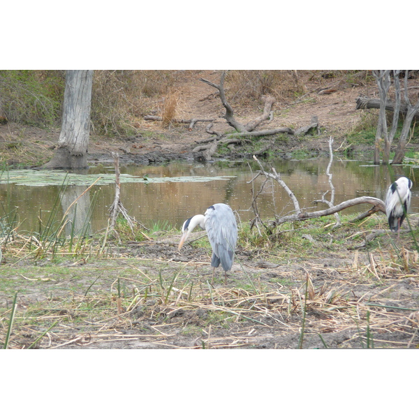 รูปถ่าย แอฟริกาใต้(South Africa) อุทยานแห่งชาติครูเกอร์(Kruger National Park) แม่น้ำซาเบิล(Sable River) 2008-09 39