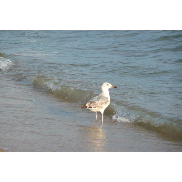 รูปถ่าย ฝรั่งเศส(France) คานส์(Cannes) หาดทราย(Beach) 2008-04 40