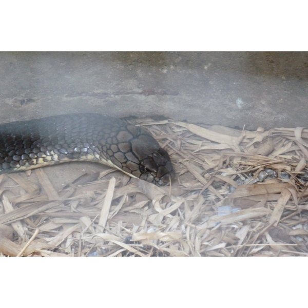 รูปถ่าย ไทย(Thailand) เชียงใหม่(Chiang Mai) ฟาร์มงูแม่สา(Mae Sa Snake Farm) 2010-12 23